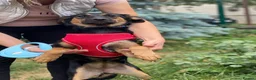 Mixed Breed dogs for adoption: ❤️GINA❤️  14-month-old perfect medium size girl in Burton-on-Trent - Advert 3