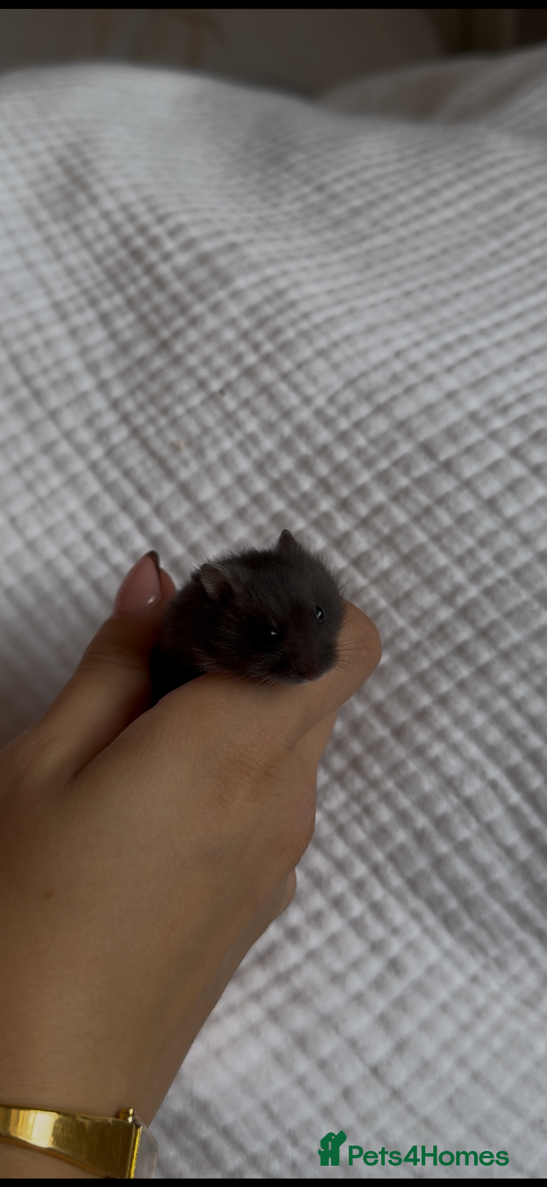 Hamster rodents for sale: Winter White Mix Litter - Image 5