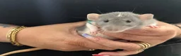 Rat rodents for sale: Beautiful Dumbo rats 3 girls and 6 boys available  - Advert 8
