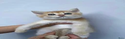 Scottish Fold cats for sale:  PUREBRED SCOTTISH FOLD GOLDEN CHINCHILLA KITTENS  - Advert 17