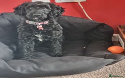 Cockapoo dogs for sale: Male F2 Cockapoo Puppy Ready for His Forever Home! - Advert 8
