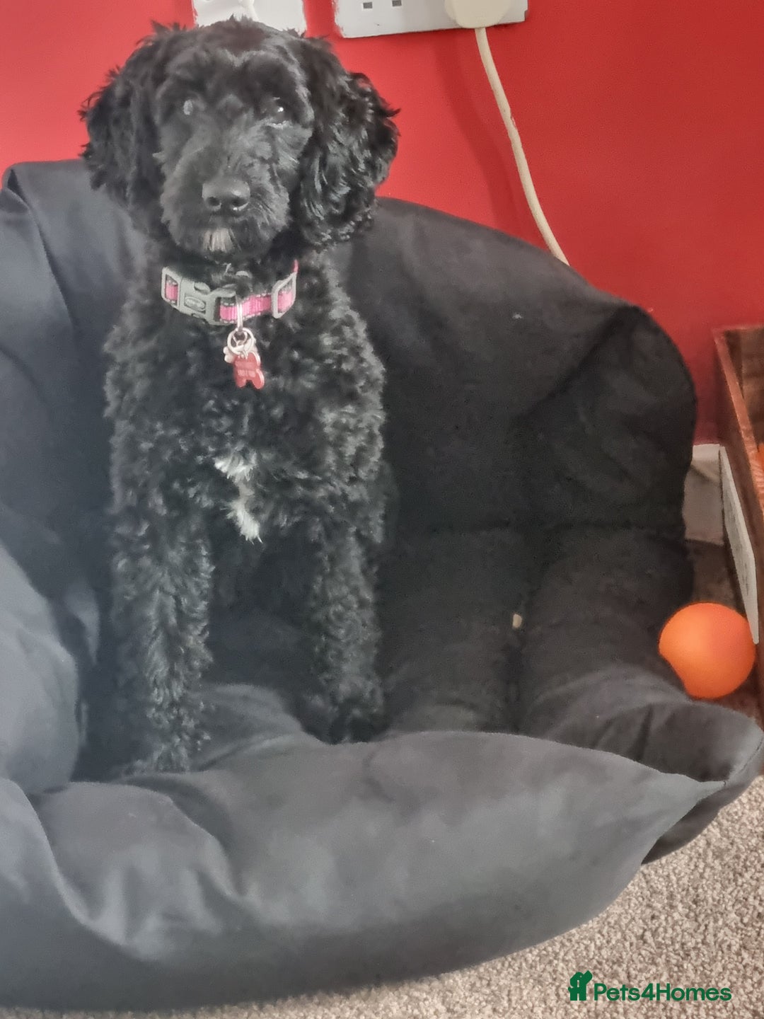 Cockapoo dogs for sale: Male F2 Cockapoo Puppy Ready for His Forever Home! - Advert 8