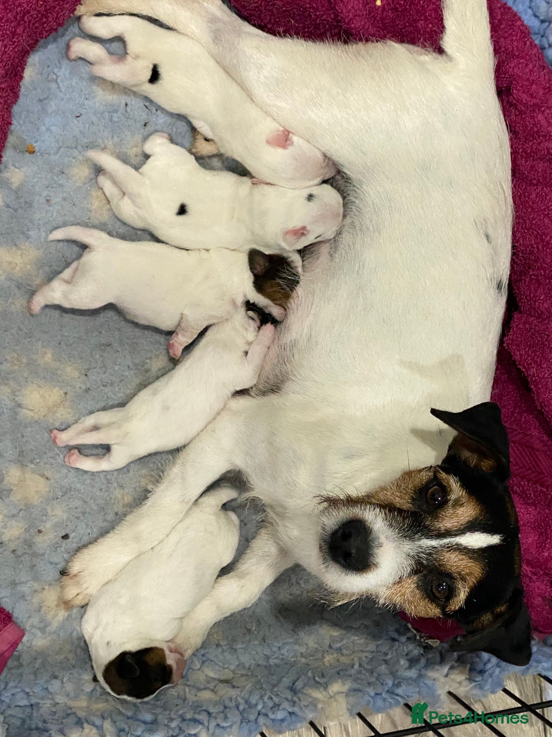 Parson Russell dogs for sale: Quality Parson Russell Terrier Male Puppies - Image 1
