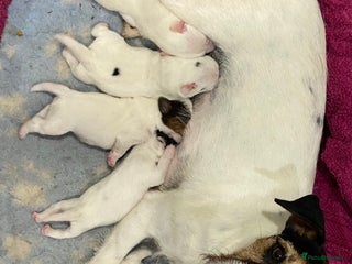 Parson Russell dogs - Advert 2