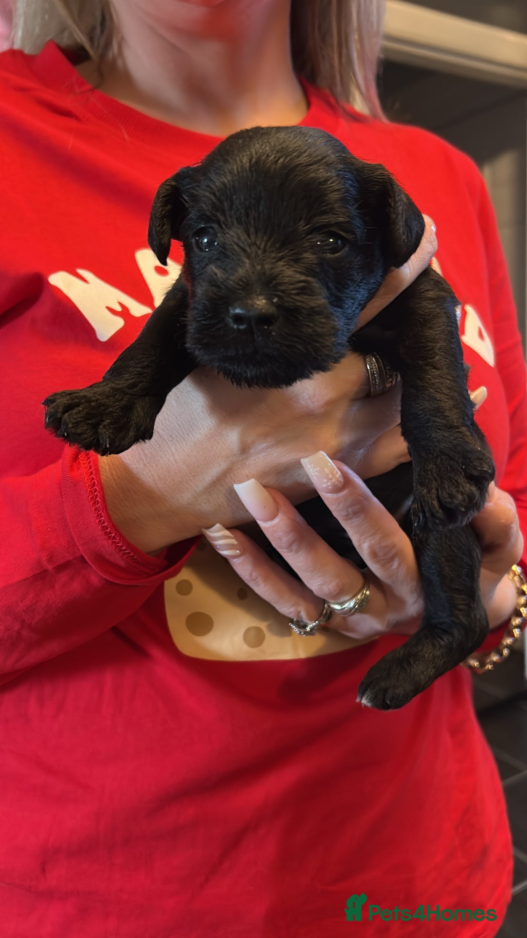 Miniature Schnauzer dogs for sale: Kc miniature schnauzer  - Advert 1