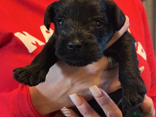 Miniature Schnauzer dogs Kc miniature schnauzer - Advert 11