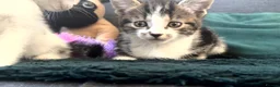 Mixed Breed cats for sale: 3 Beautiful Tabby & White Kittens - Advert 6