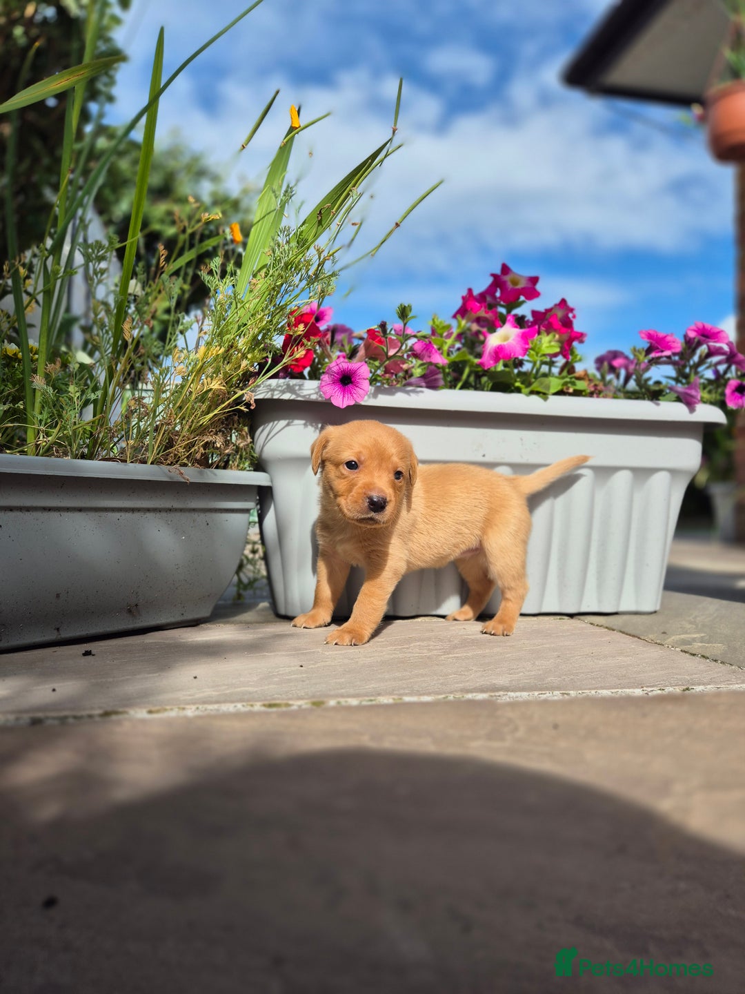 Labrador Retriever dogs for sale: Labrador 2 x boys left FTW Drakeshead Flycatcher   in Blackpool - Image 32