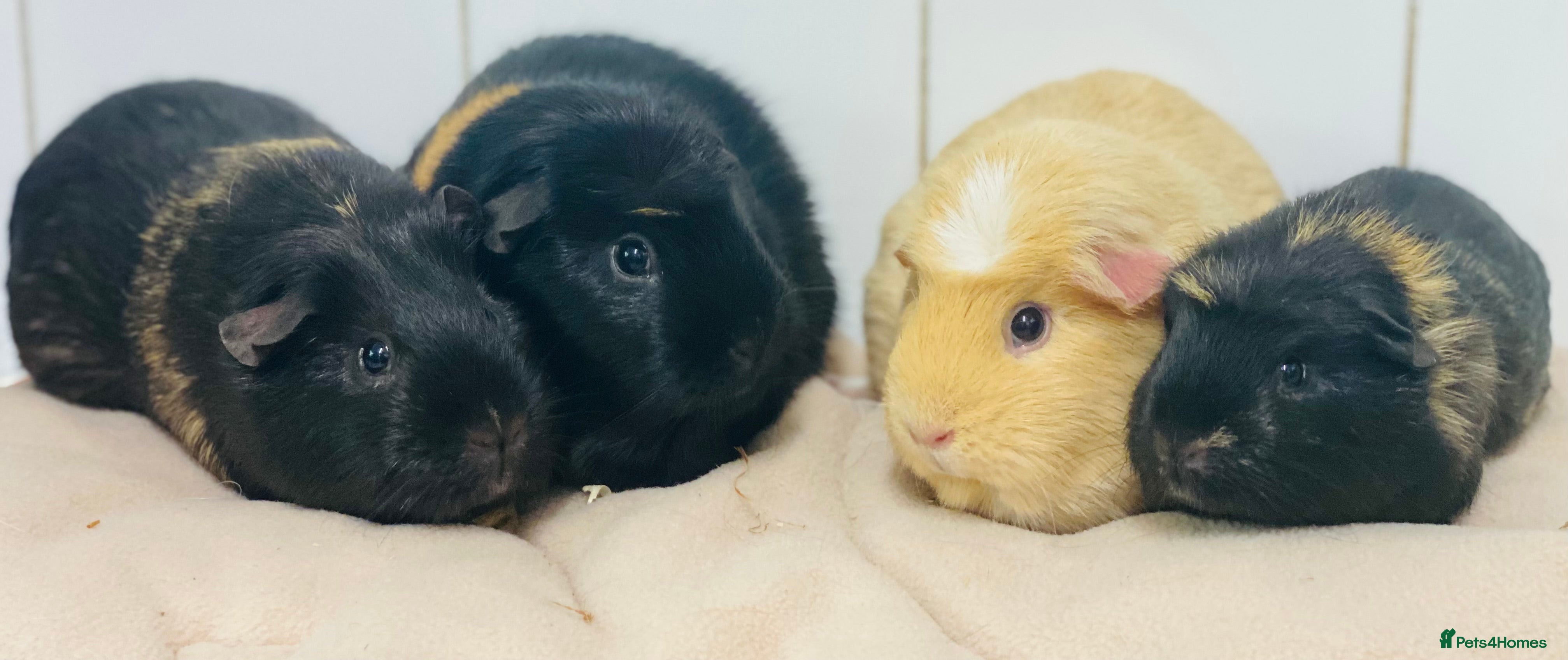 Guinea Pig rodents Group/pairs of adult and baby female guineapigs - Advert 16