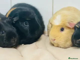 Guinea Pig rodents Group/pairs of adult and baby female guineapigs - Advert 16