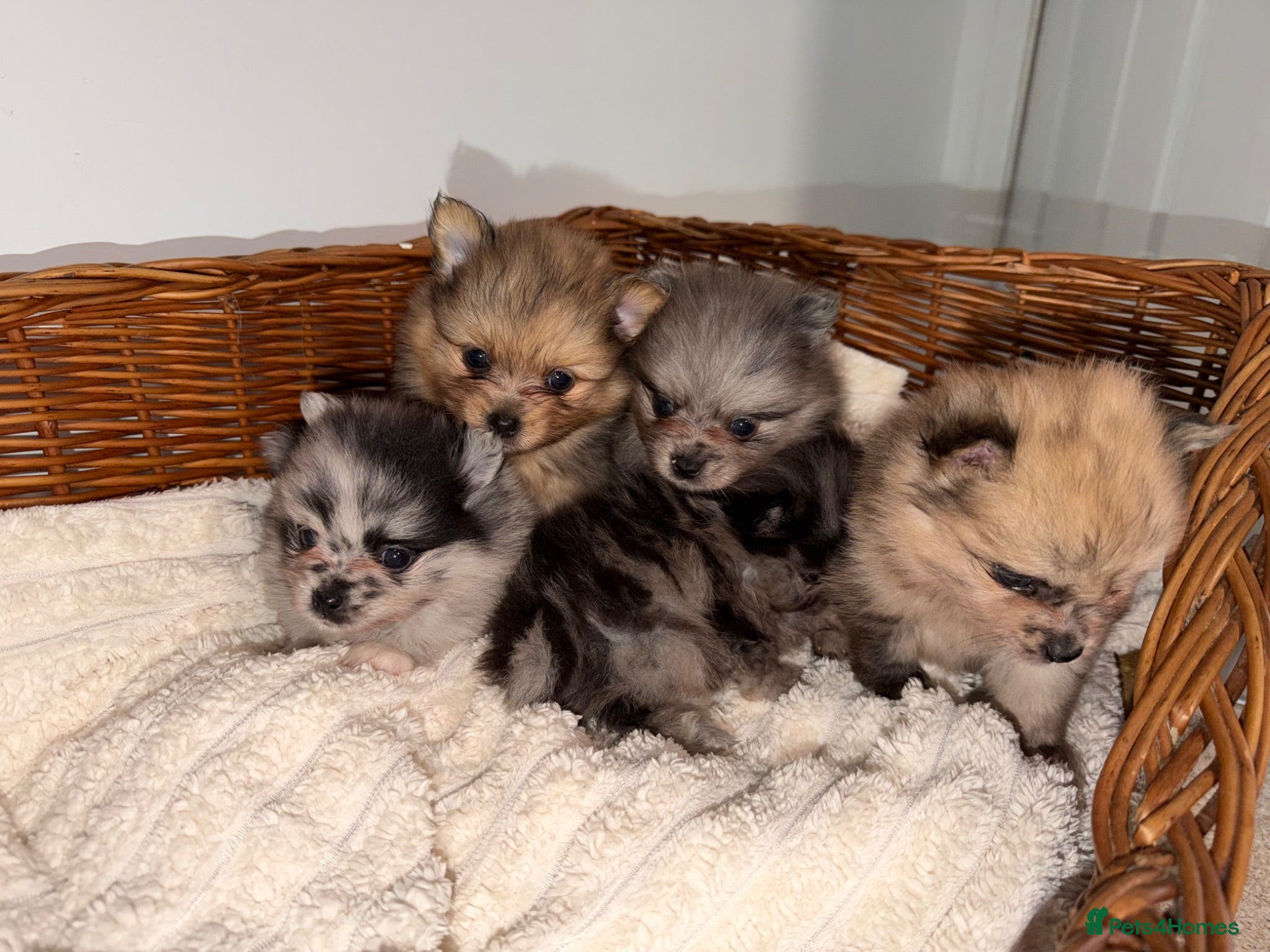 Pomeranian dogs 🐶✨ Russian Merle Pomeranian Puppies ✨ 🐶 - Advert 14