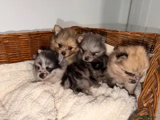 Pomeranian dogs 🐶✨ Russian Merle Pomeranian Puppies ✨ 🐶 - Advert 14