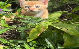 British Shorthair cats for sale: Female Ginger, Calico and Black and White - Image 3