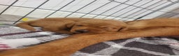 Labrador Retriever dogs for sale: Fox red labrador pups Glasgow  - Advert 8