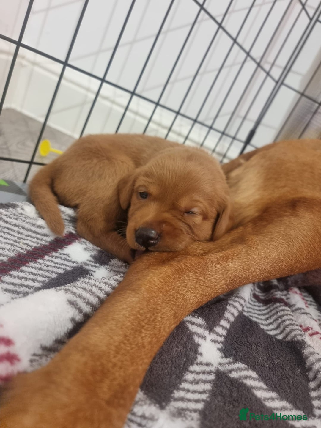Labrador Retriever dogs for sale: Fox red labrador pups Glasgow  - Advert 8