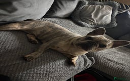 French Bulldog dogs for sale: French bulldog boy  - Image 3