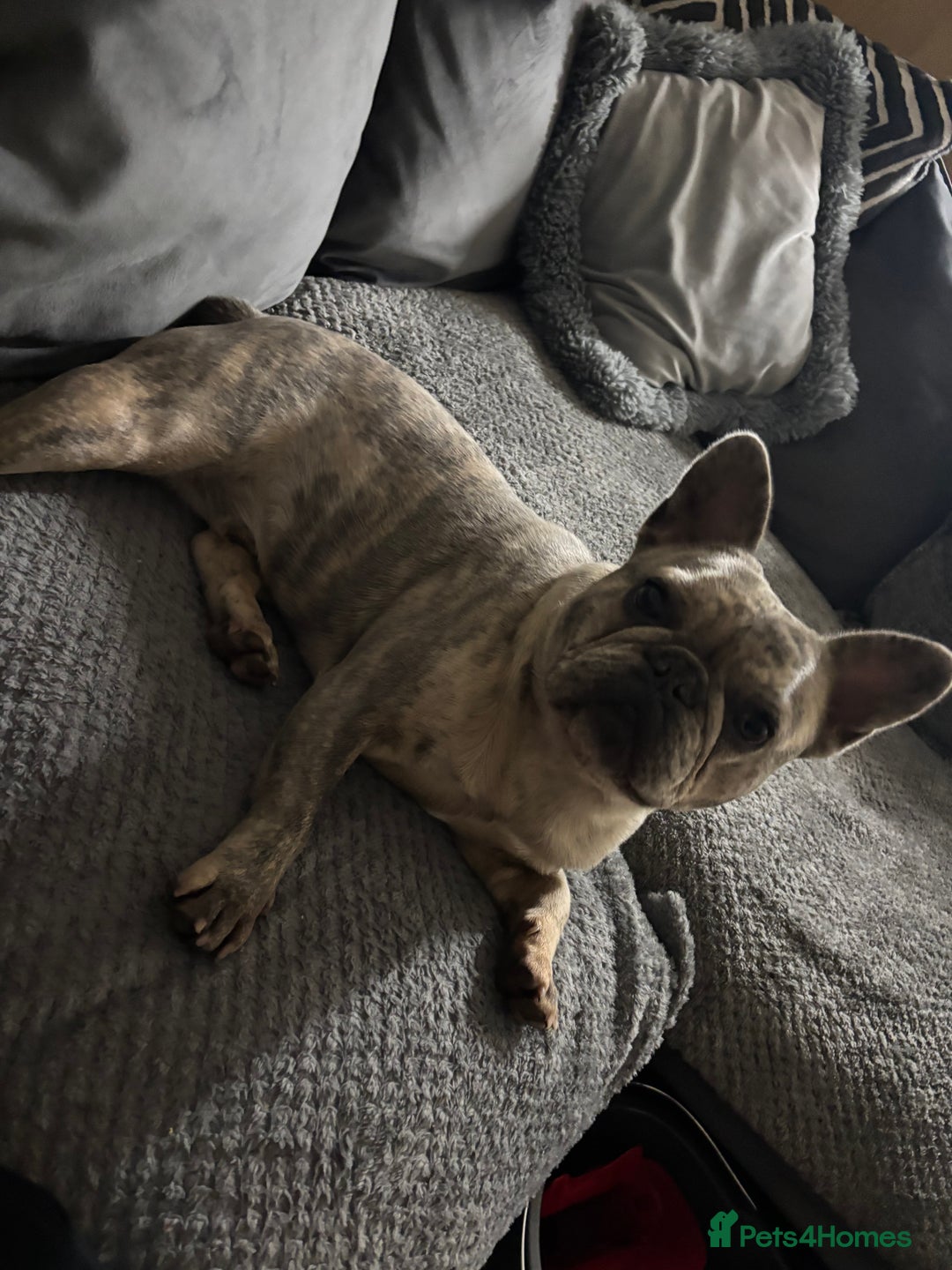 French Bulldog dogs for sale: French bulldog boy  - Image 3