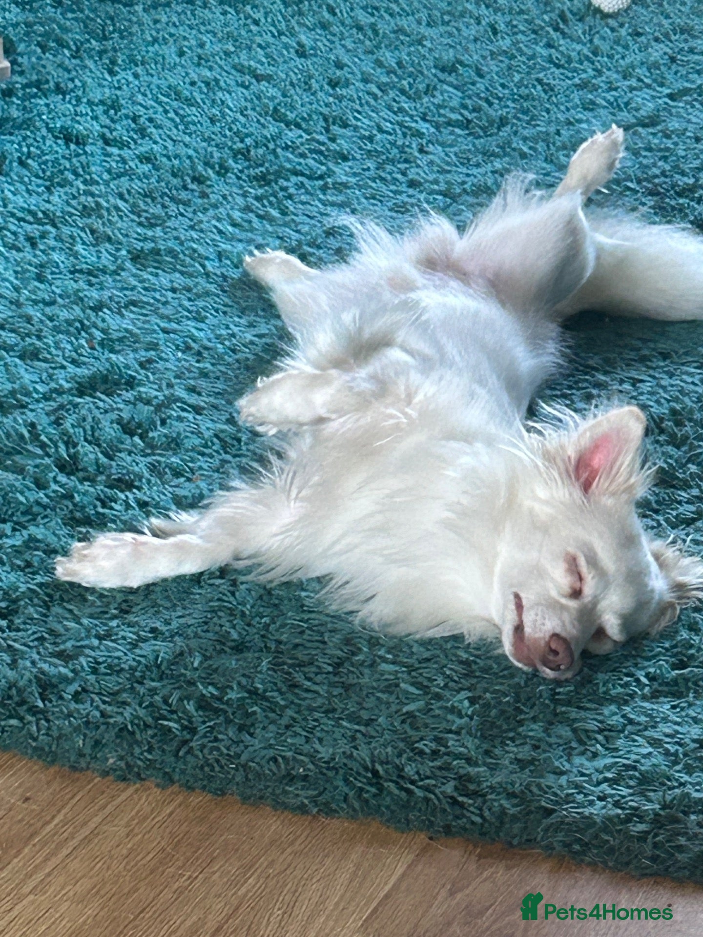 Pomchi dogs Marshall - Advert 4