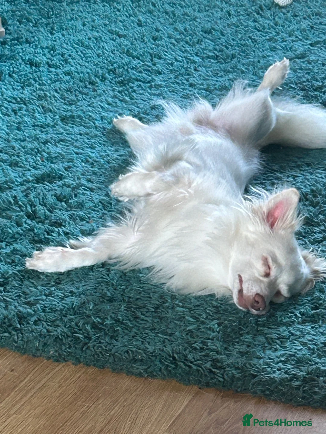 Pomchi dogs for stud: Marshall in Leicester - Advert 1