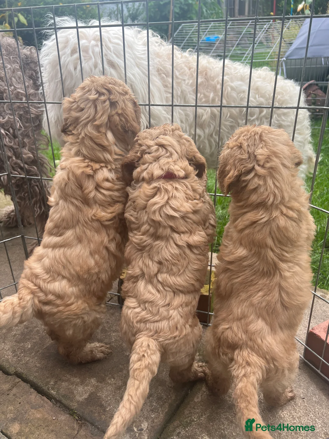 Goldendoodle dogs for stud: Goldendoodle Standard size (proven)  in Manchester - Advert 16