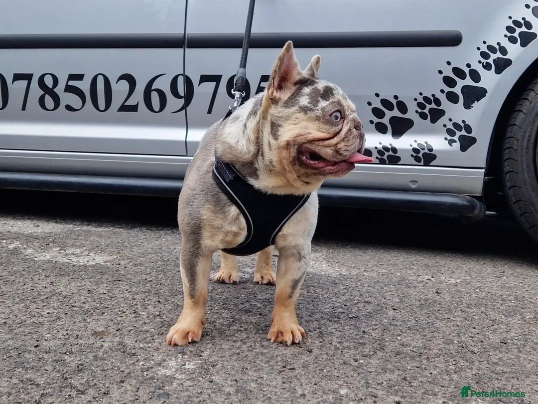 French Bulldog dogs for stud: ** RogueRoyales Zeus ** Fully Suited Lilac Merle  in Wolverhampton - Advert 5