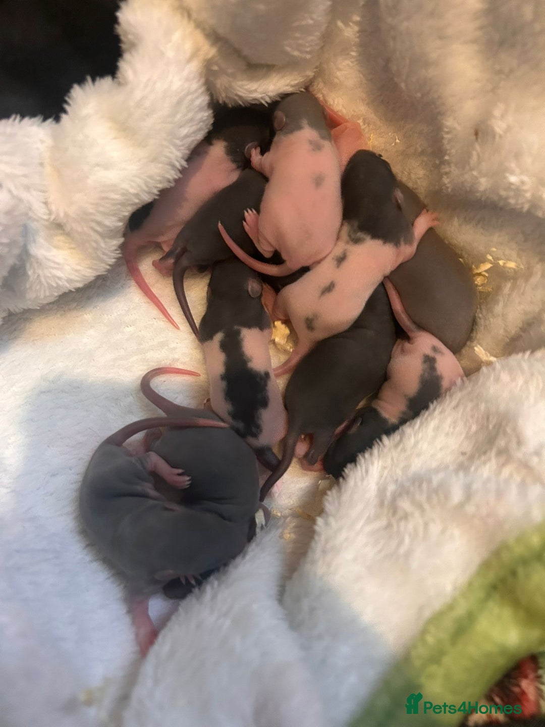 Rat rodents for sale: Beautiful Baby Rats  - Advert 12