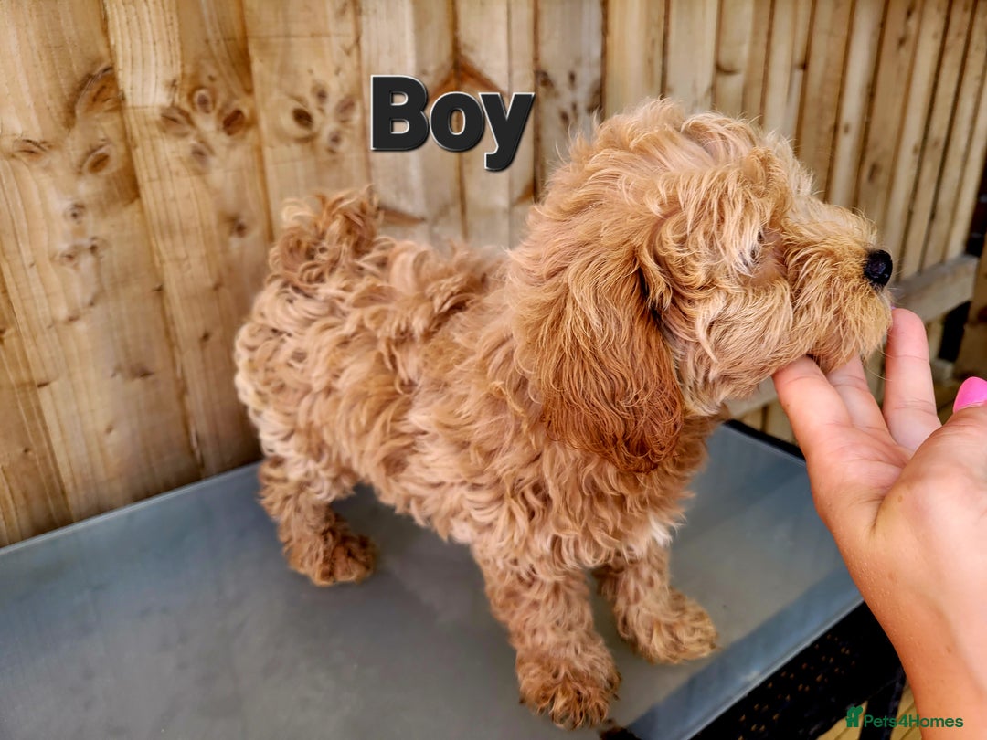 Maltipoo dogs for sale: Adorable Maltipoo Puppies for sale-ONE BOY LEFT - Image 16