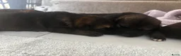 German Shepherd dogs for sale: KC Registered Czech working line German shepherd - Advert 5