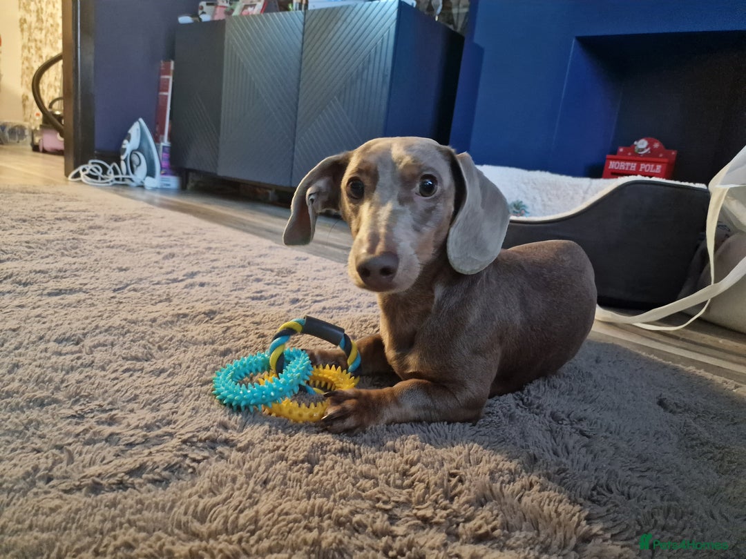 Dachshund dogs for sale: Snoopy the daschund  - Advert 5