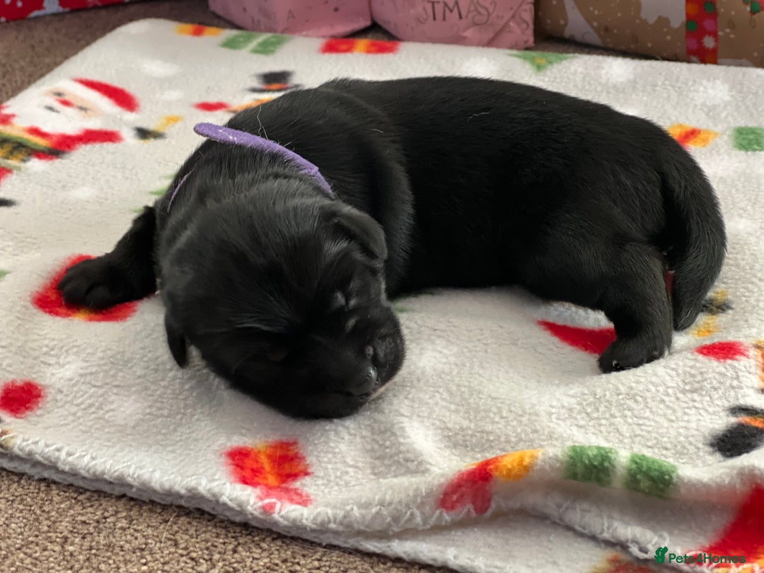 Mixed Breed dogs for sale: English Springer Spaniel X Husky (Spruskys)  - Advert 7