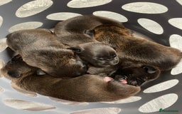Mixed Breed dogs for sale: Staffy X Rottweiler puppies for sale - Image 6