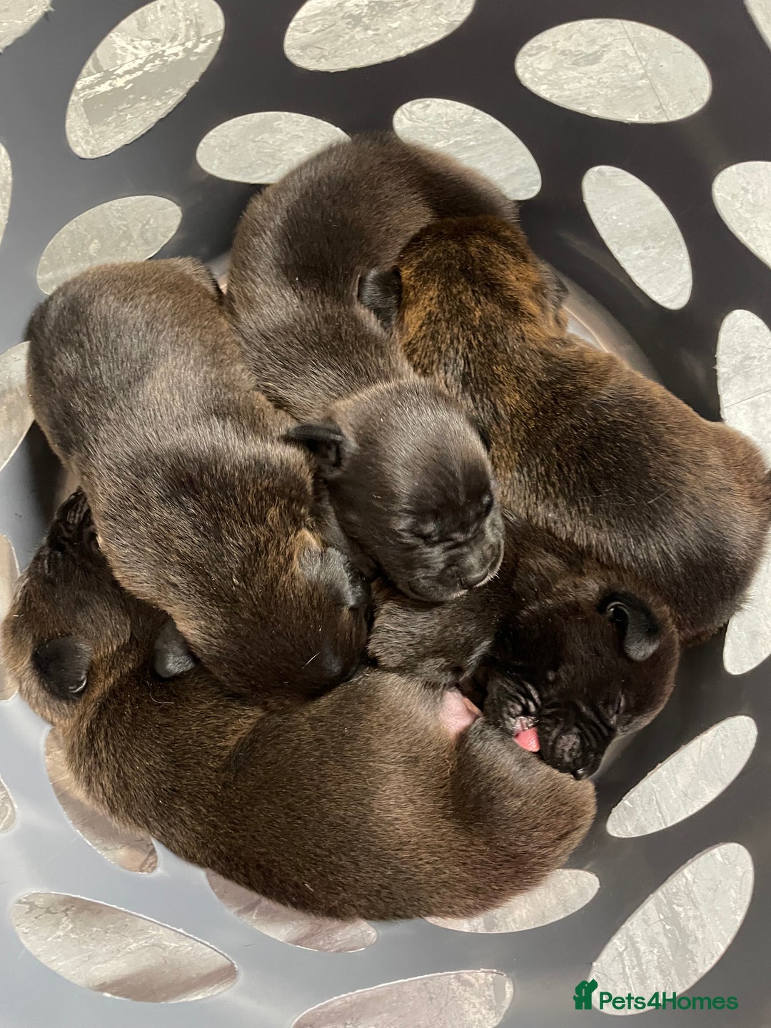Mixed Breed dogs for sale: Staffy X Rottweiler puppies for sale - Image 6