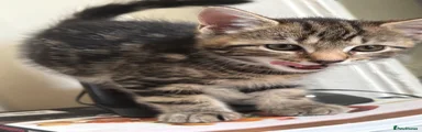Mixed Breed Kitten 2