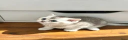 Scottish Fold cats for sale: Beautiful Scottish Fold Kittens — for Loving Homes - Advert 14