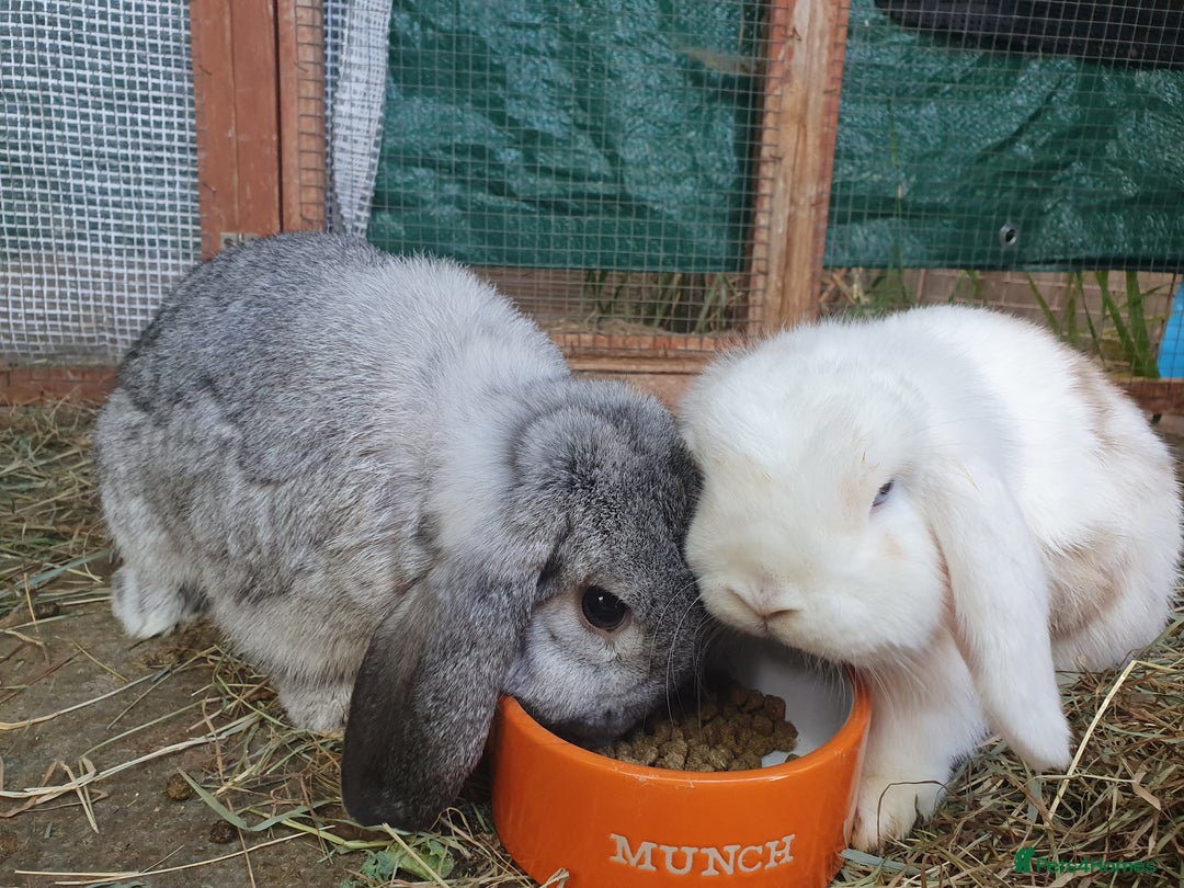 Mini Lop rabbits for sale: Spayed/neutered rabbits for adoption - Image 4