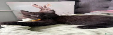 Maine Coon cross Yellow