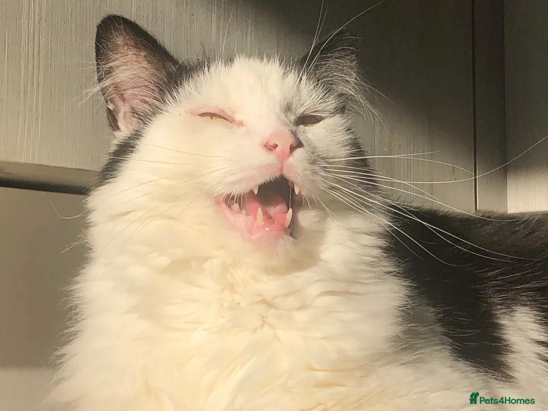 Maine Coon cats for sale: 5 year old Frank Maine Coone in Chippenham - Advert 2