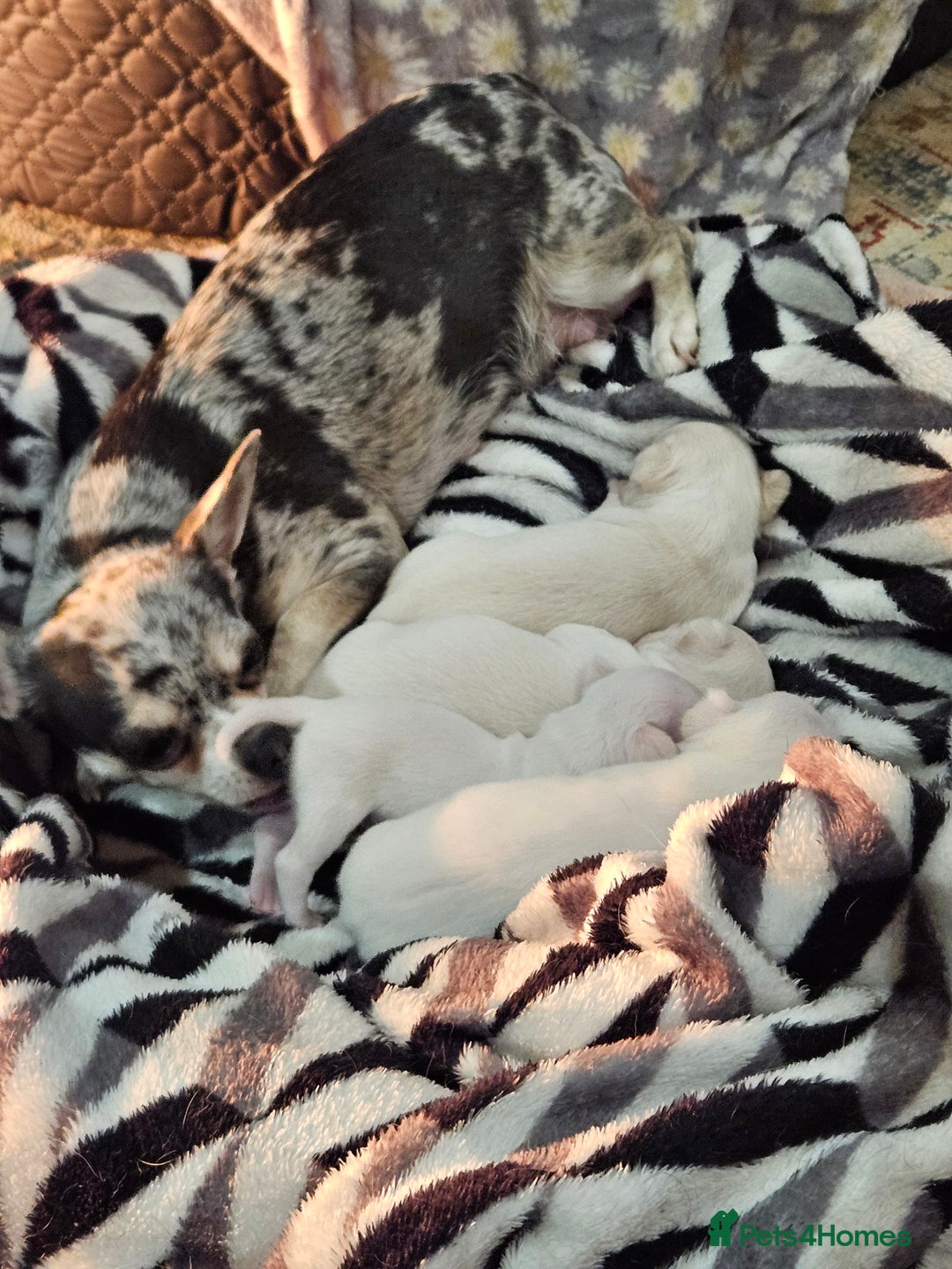 Chihuahua dogs for sale: Pure White With Blue Green Eyes Chihuahuas  - Advert 2