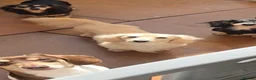 Miniature Dachshund dogs for stud: Outstanding cream long-haired miniature Dachshund  - Advert 4