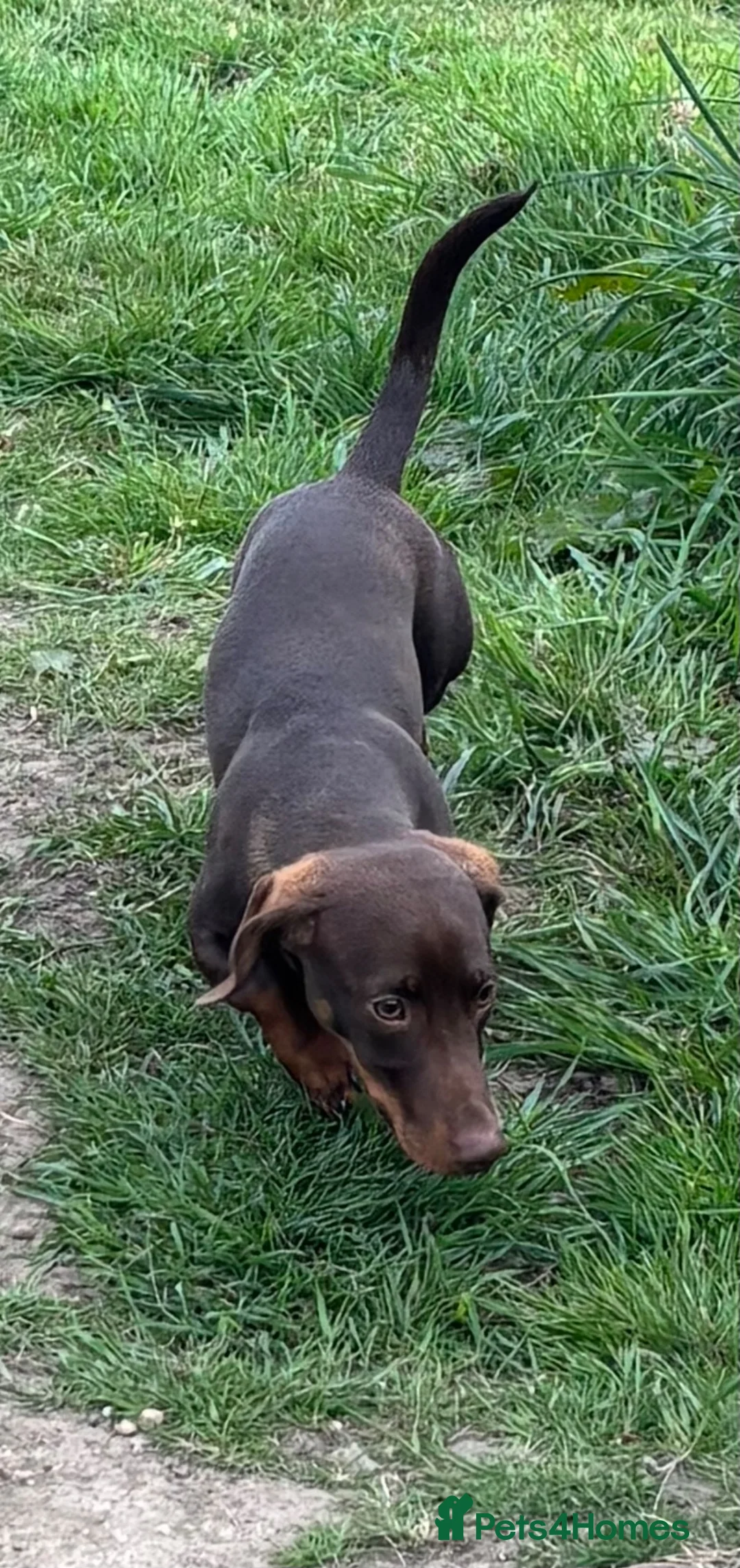 Miniature Dachshund dogs for sale: Miniature Dachshund Male  - Advert 2