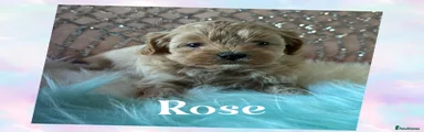 Shihpoo Puppy 3