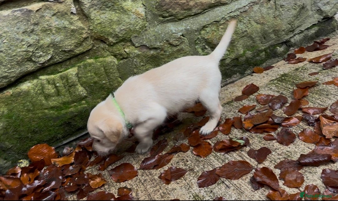 Labrador Retriever dogs for sale: Ready next week! Pretty Perfect Labrador Puppy - Advert 14