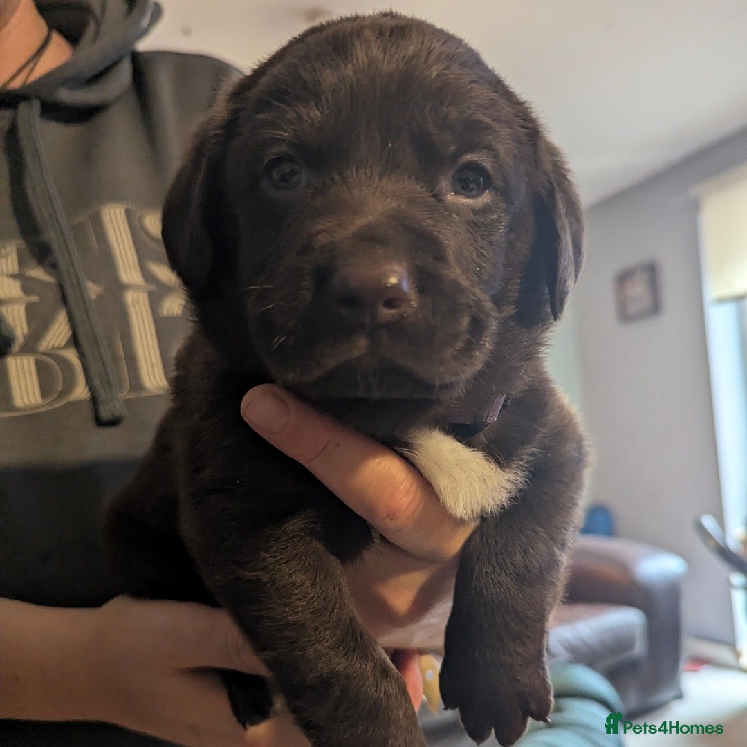 Labrador Retriever dogs for sale: Beautiful litter of brown & black labrador puppies - Image 1