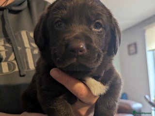 Labrador Retriever dogs - Advert 14