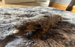 Labradoodle dogs for sale: 🐾Stunning Miniature Labradoodle F1b Puppies🐾  - Image 3