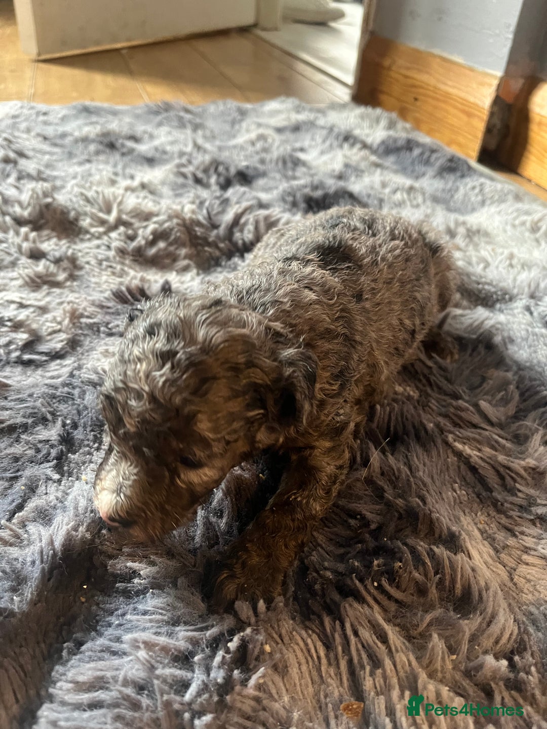 Labradoodle dogs for sale: 🐾Stunning Miniature Labradoodle F1b Puppies🐾  - Image 3