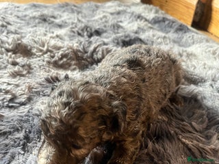 Labradoodle dogs - Advert 8