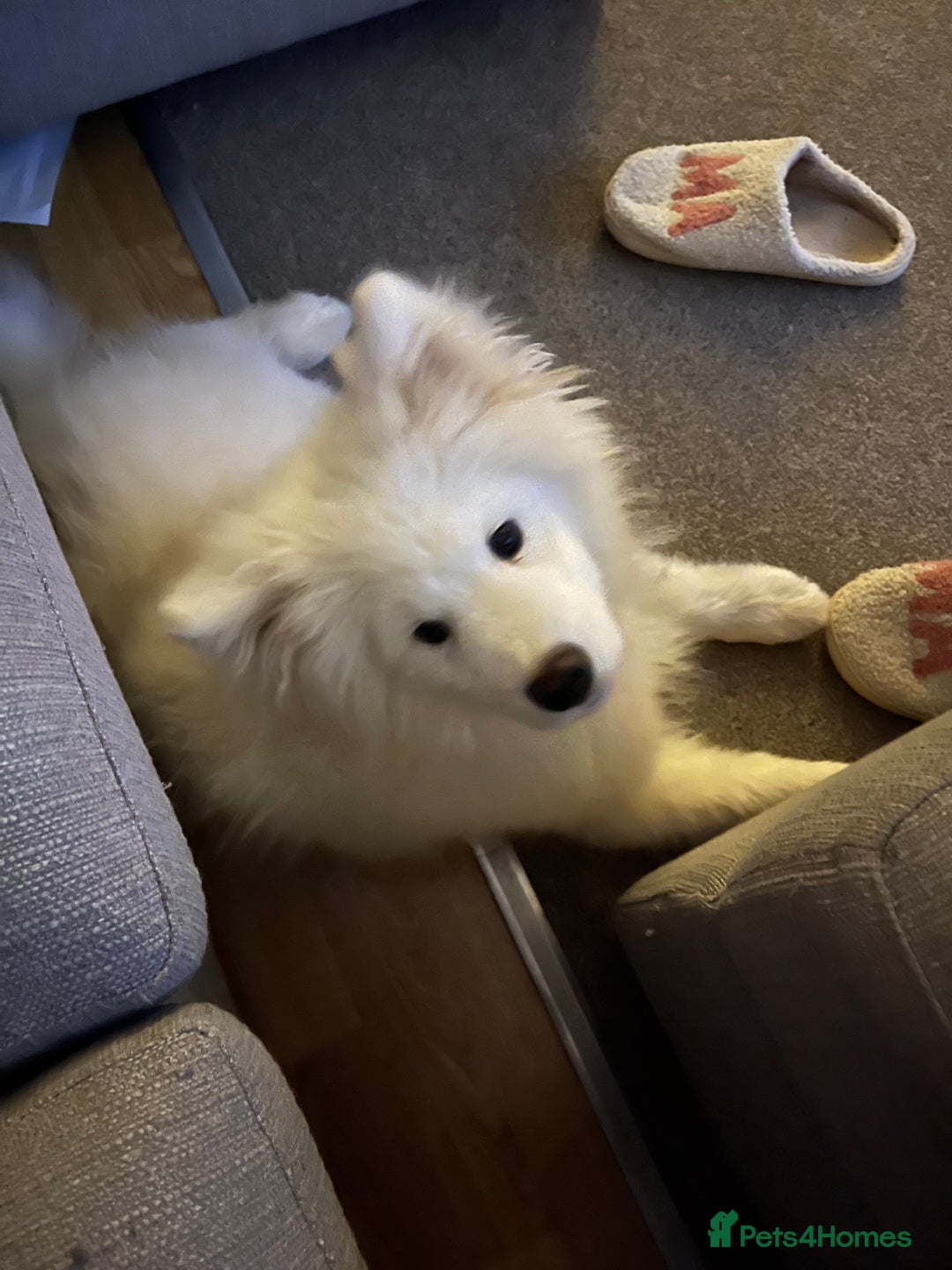 Samoyed dogs for sale: Samoyed - intact male pedigree  - Advert 5