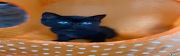 Mixed Breed cats for sale: Gorgeous black kittens ready next week - Advert 2