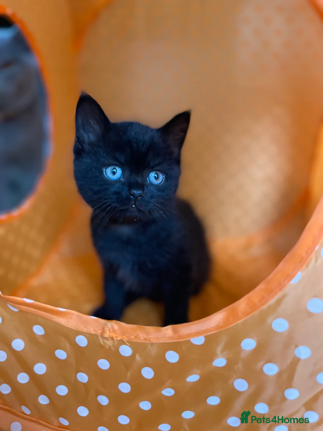 Mixed Breed cats for sale: Gorgeous black kittens ready next week - Advert 2